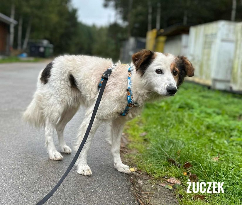 5 letni Żuczek, 12kg adopcja za darmo