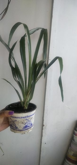 Бильбергия      .