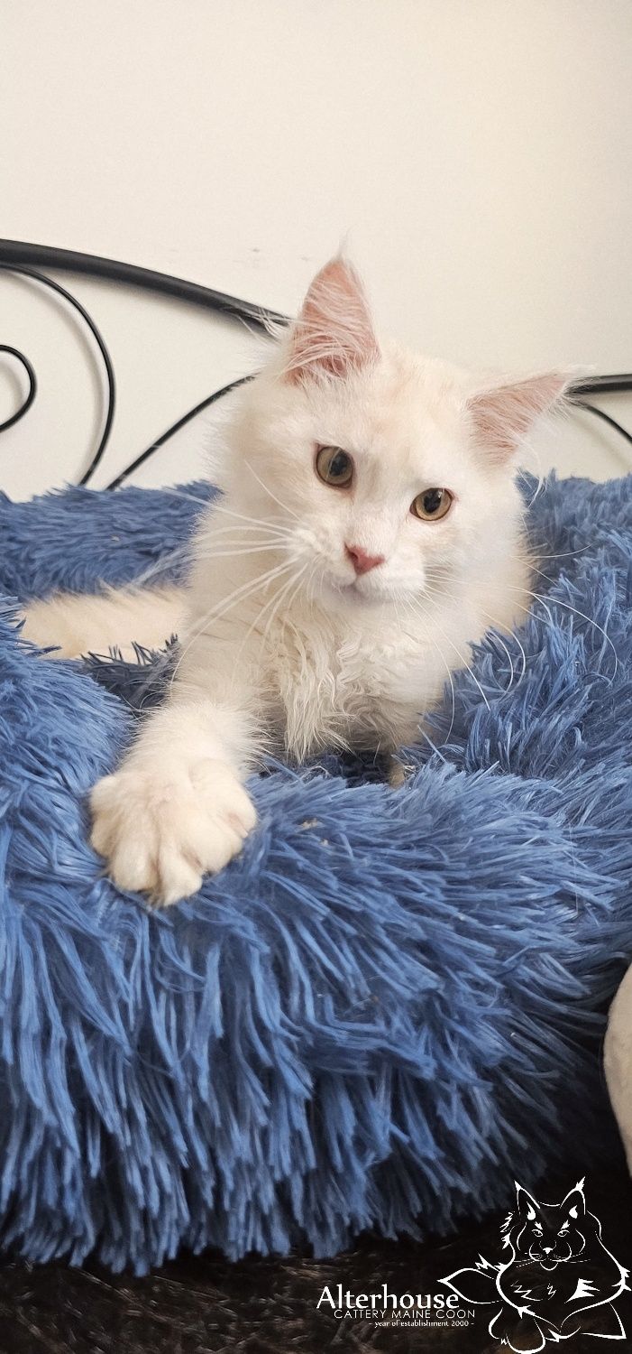 Srebrzysty kremowy kocur Maine Coon rodowód Felis Polonia FPL