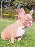 Bulldog Francês Isabella NewShade