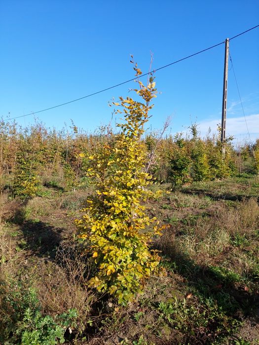 Buk gęsty na żywopłot