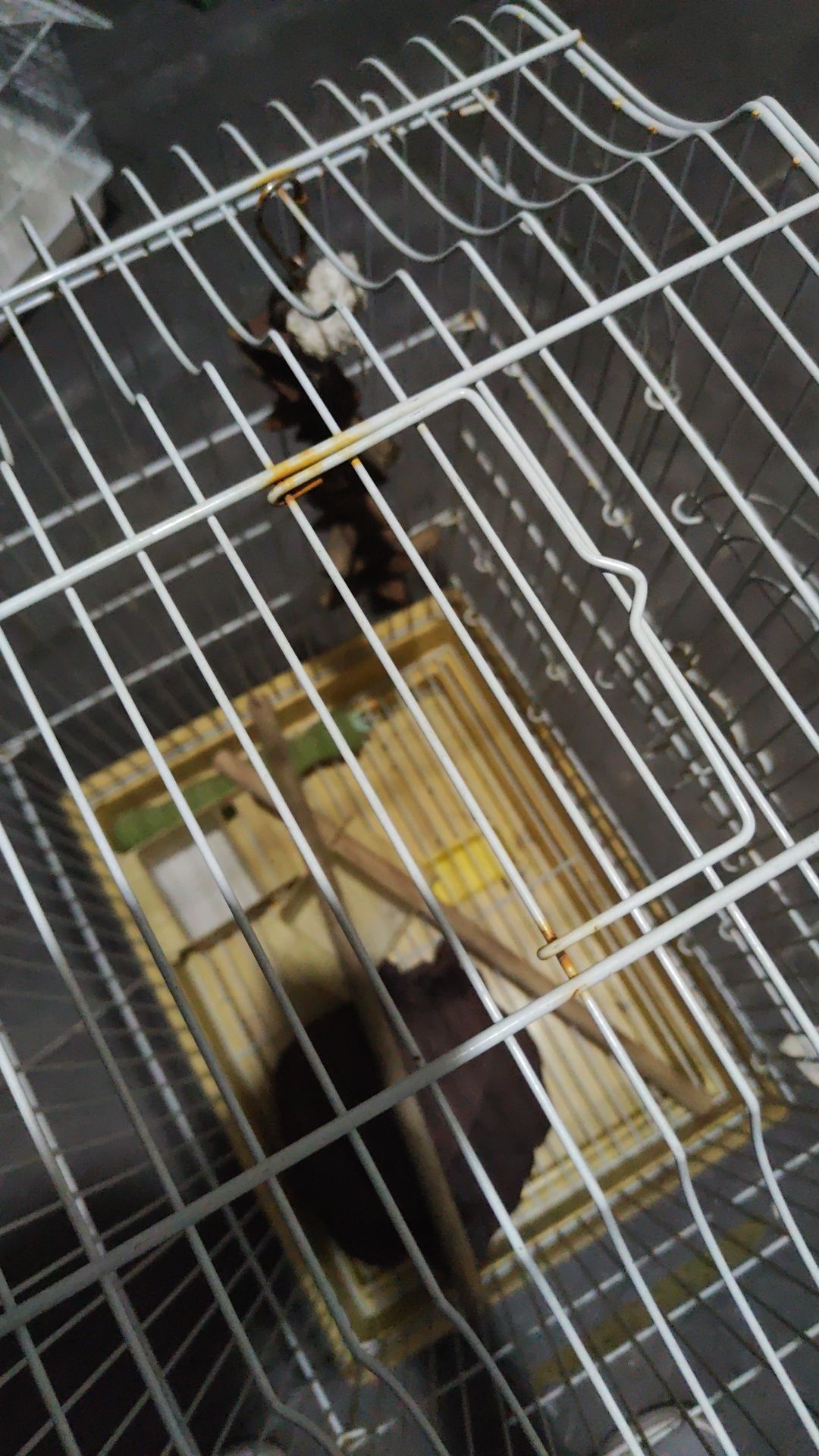 Gaiola para caturra com acessórios