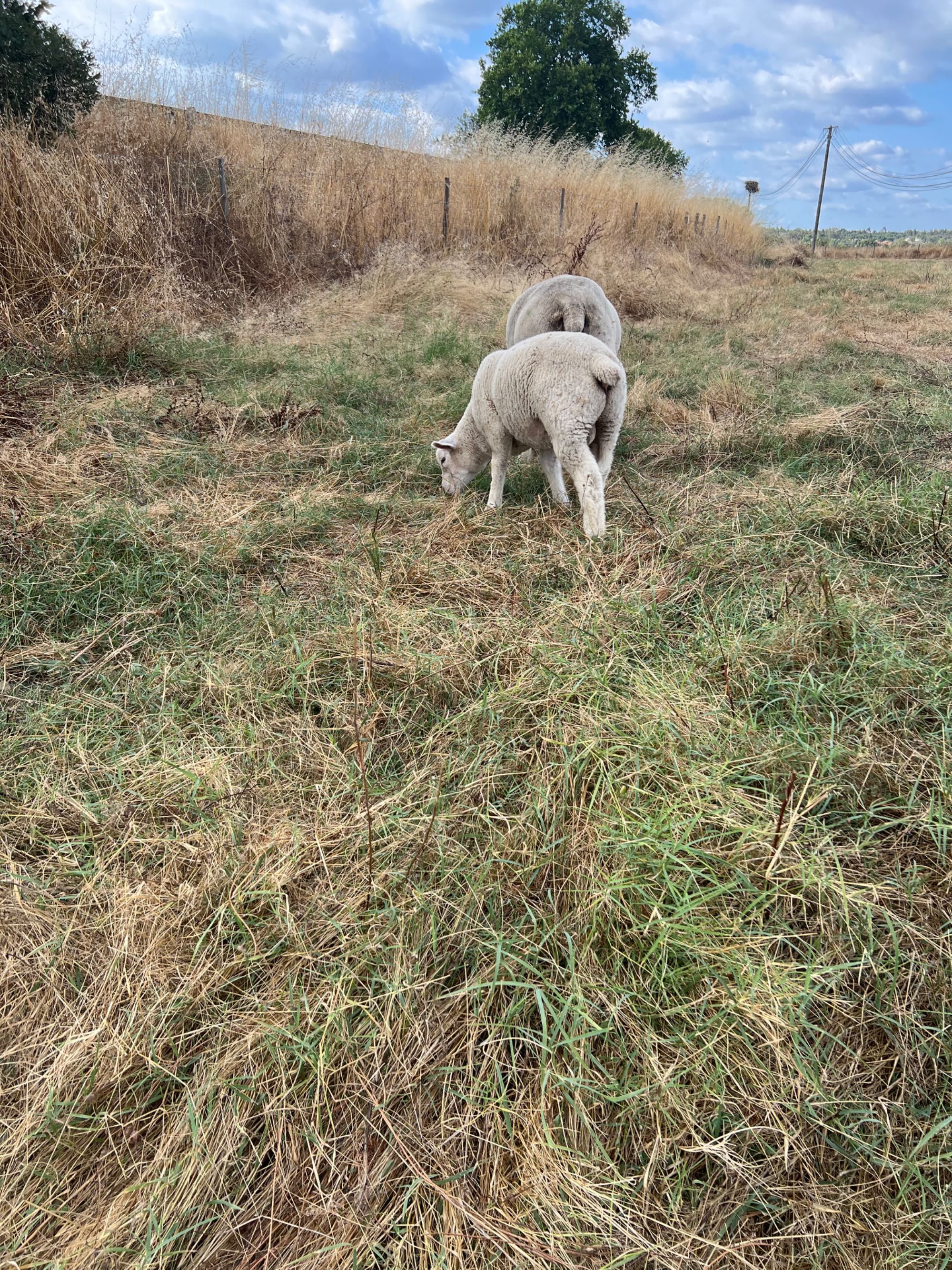 Macho texel/ille de france