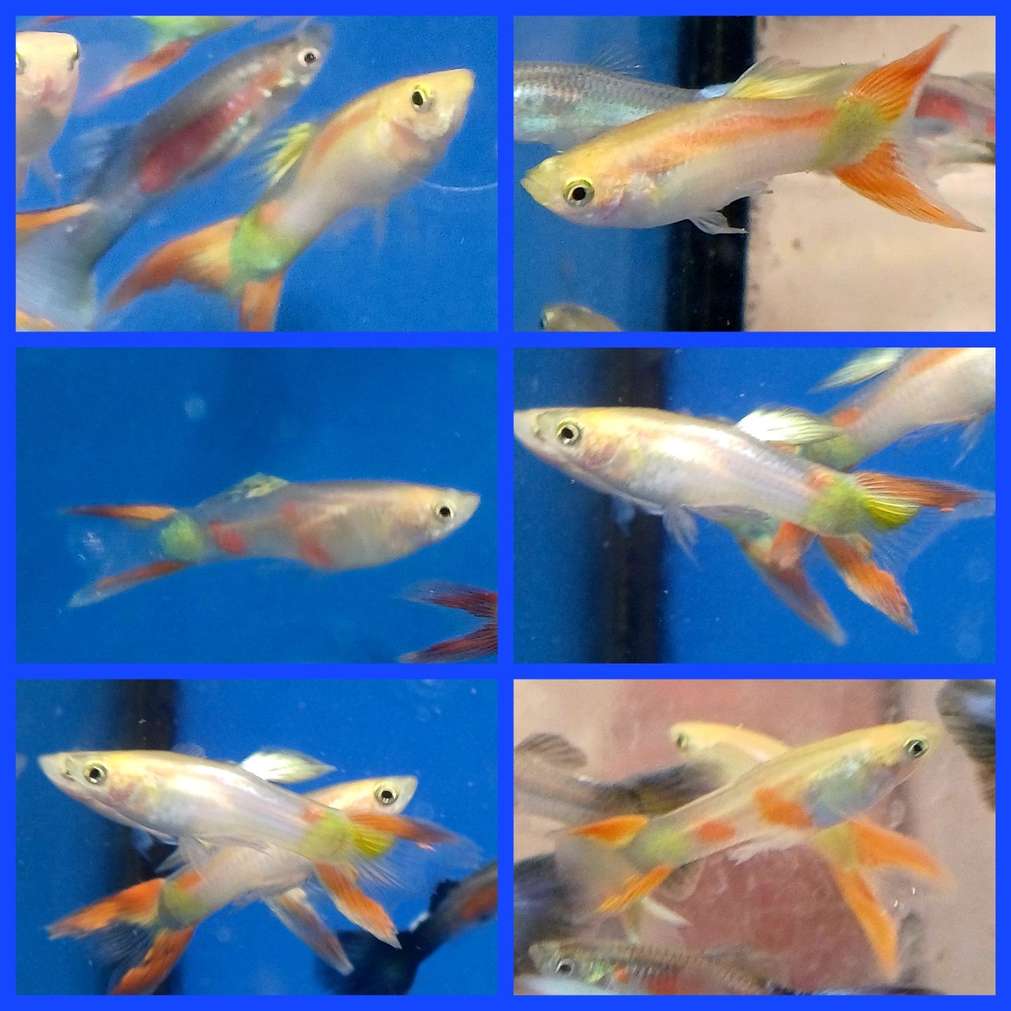 gupik double swordtail samce