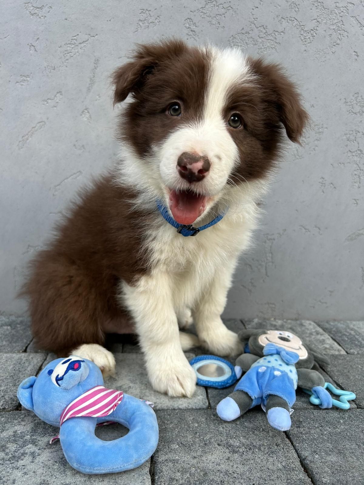 Border Collie piesek z rodowodem i badaniami