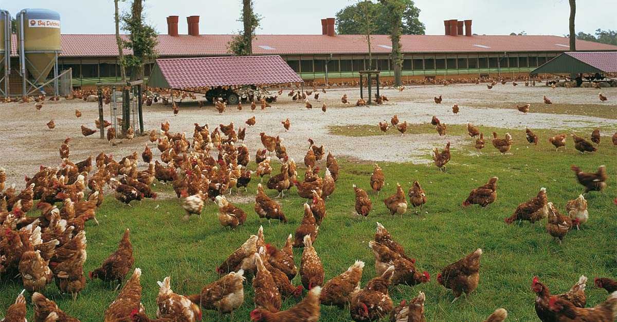 Kury nioski młode z wolnego-wybiegu z jajkiem. ROSA LEGHORN MESSA.