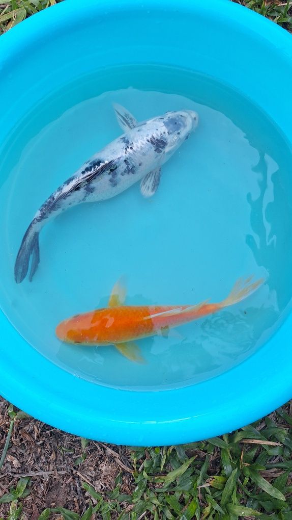 CARPAS KOI - 15 A 20 CM - 25€