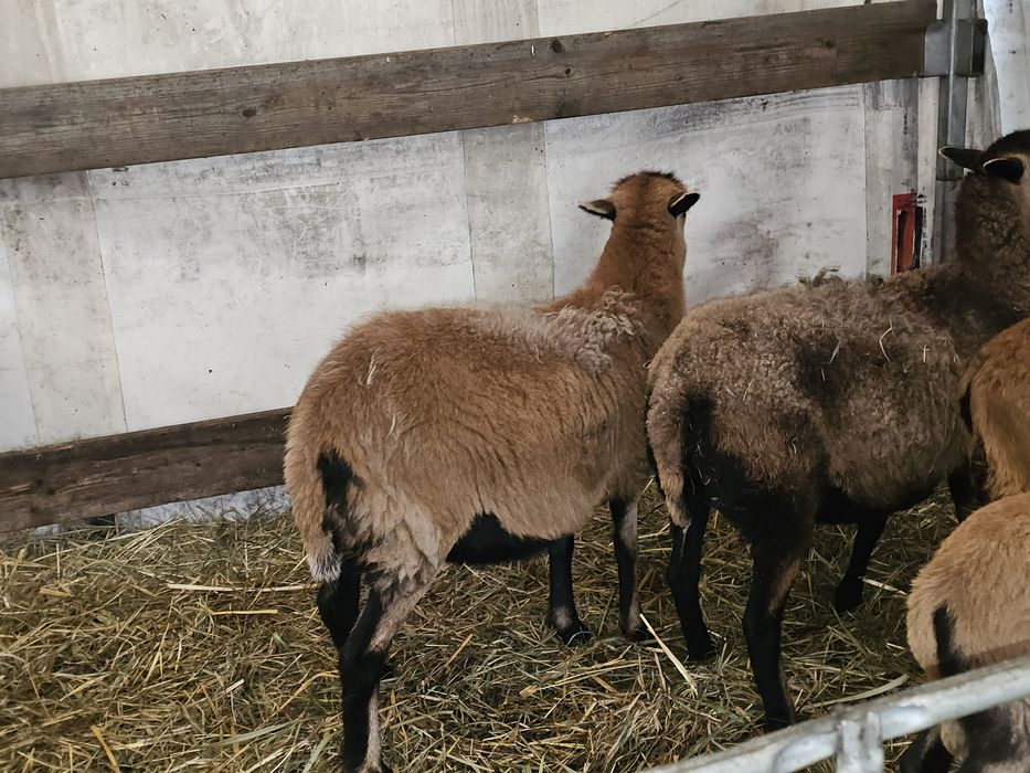 Owce kamerunskie zakocona dorper