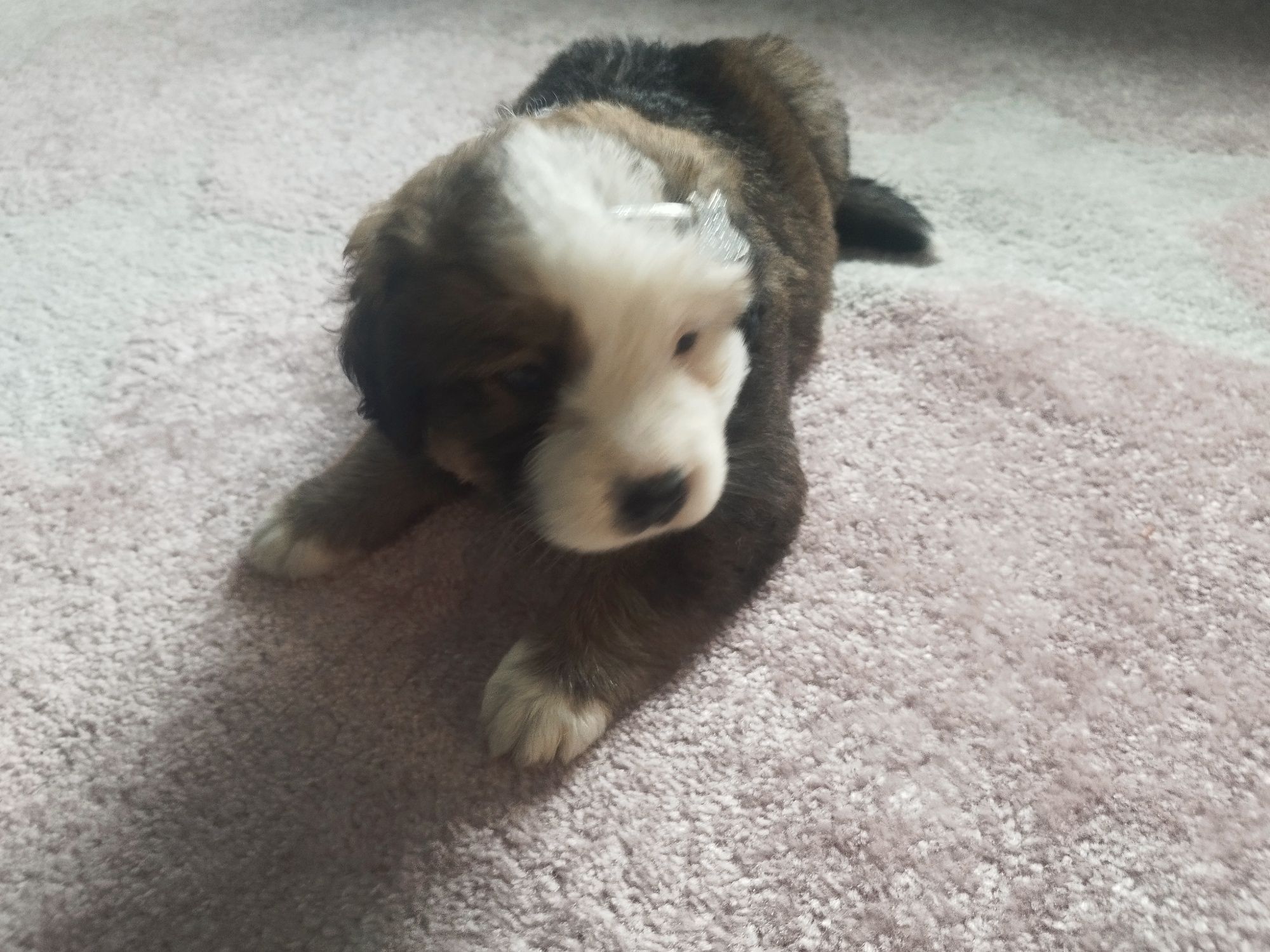 Szczeniaczki po Shih Tzu i Yorku