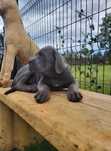 Szczeniak Cane Corso ZKwP FCI