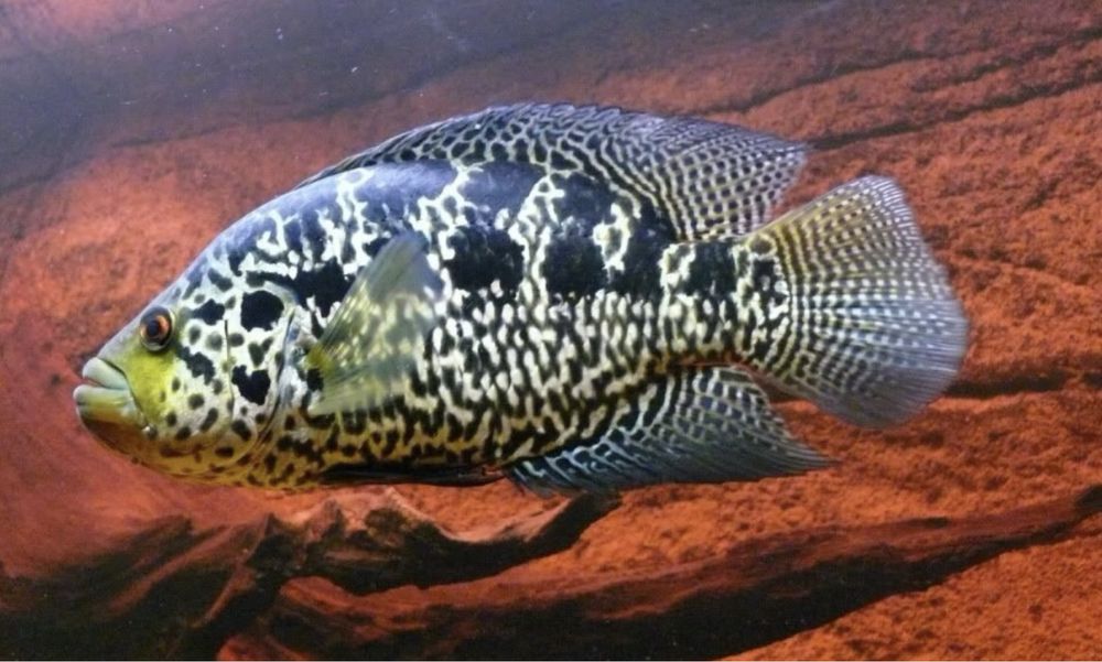 Манагуанская Цихлазома Parachromis managuensis Американские Цихлиды