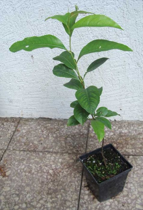 CZEREMCHA AMERYKAŃSKA - sadzonki w doniczkach