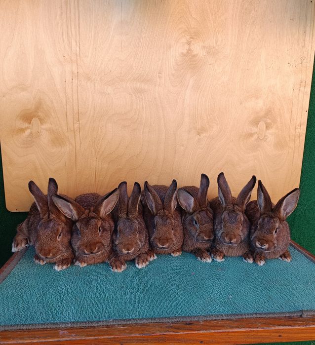 Króliki Wiedeńskie