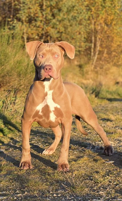 American Bully XL! Największa suczka z miotu!