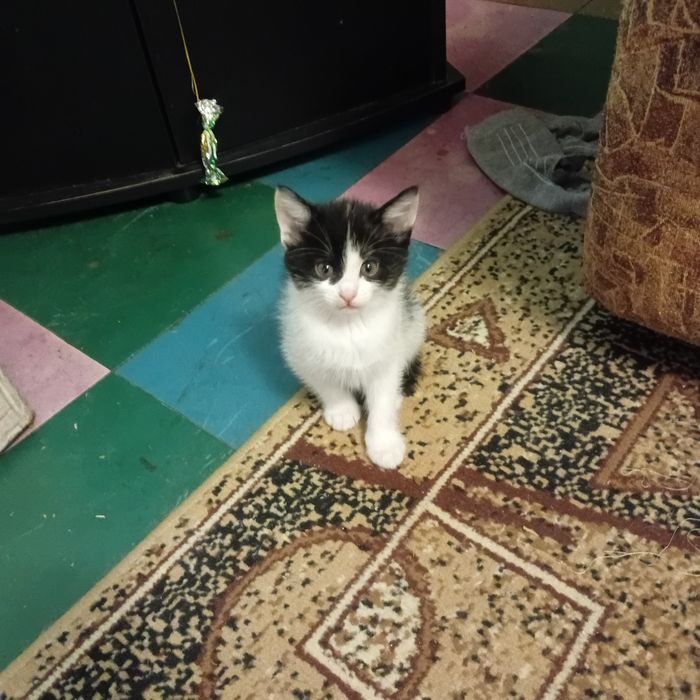 Кошенято безкоштовно