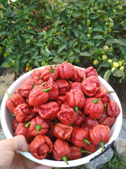 Семена сверхострого перца Trinidad Moruga scorpion caramel