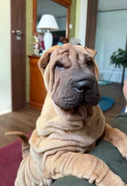 Hodowla rasy shar pei Red Folds przedstawia szczeniaków ur. 22.06.2025