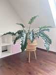 Philodendron Narrow filodendron duża roślina