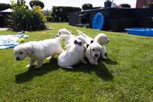 Golden retriever śląskie zkwp Fci