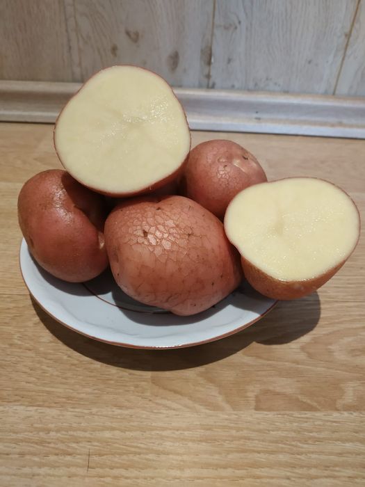 Ziemniaki Red Sonia na samym oborniku.