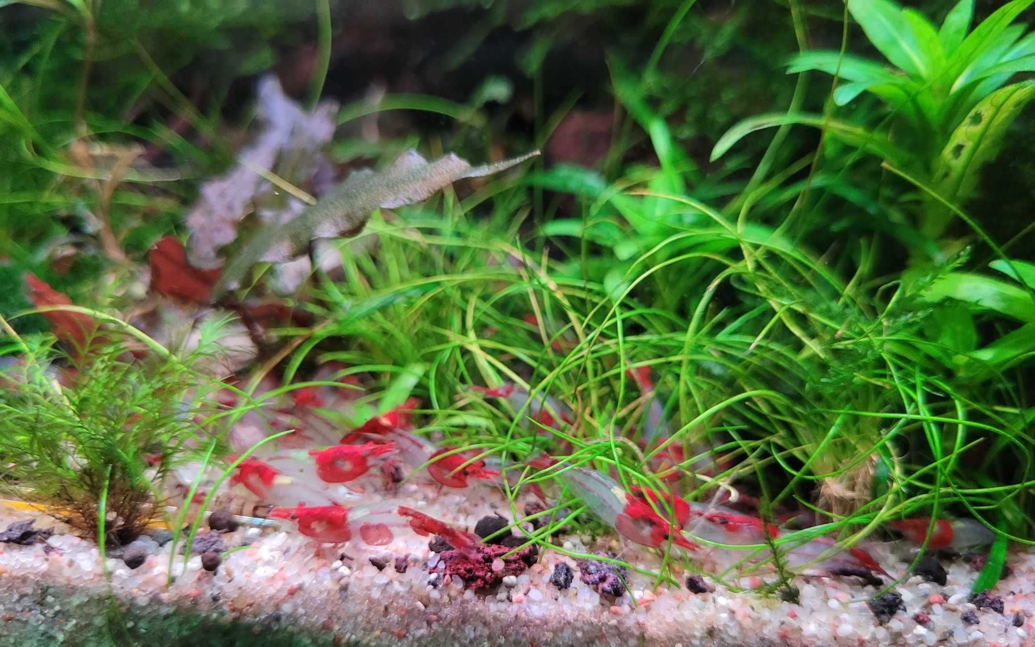 Krewetki red rili