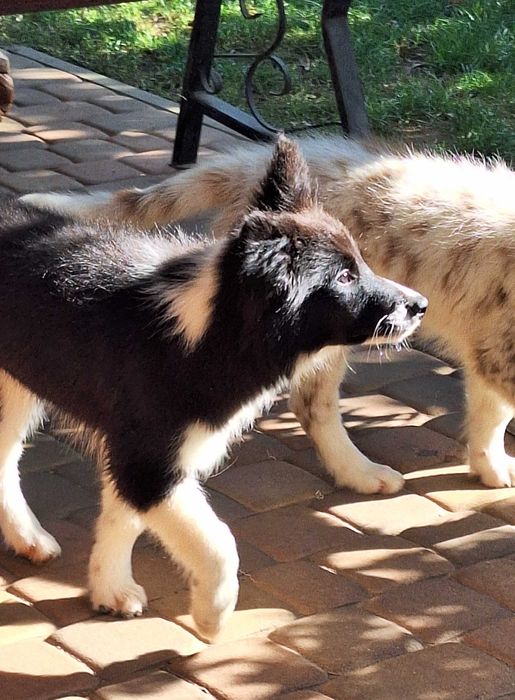 Piesek Border Collie ZKWP/FCI