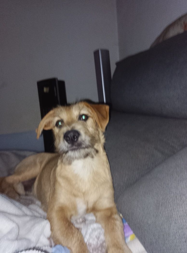 Adoção Não tanho tempo cão