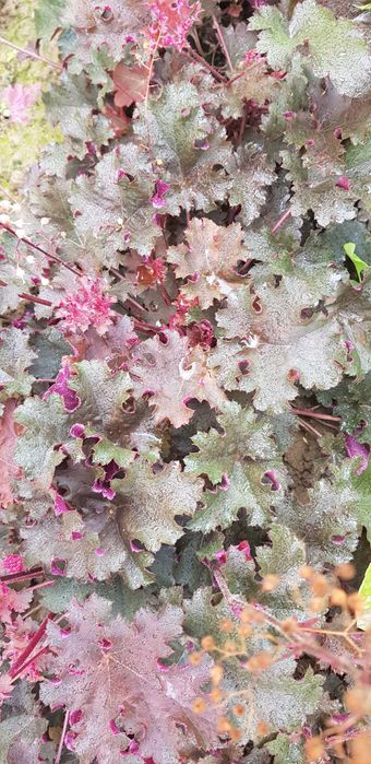 Гейхера різні за величиною кущики