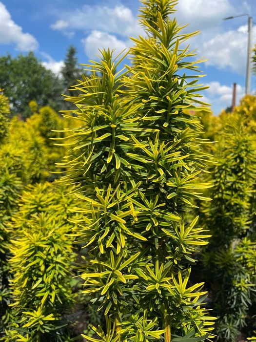 Pinus nigra sosna czarna