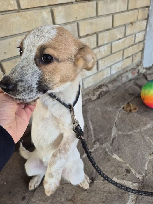 Цуценя метисів до дому