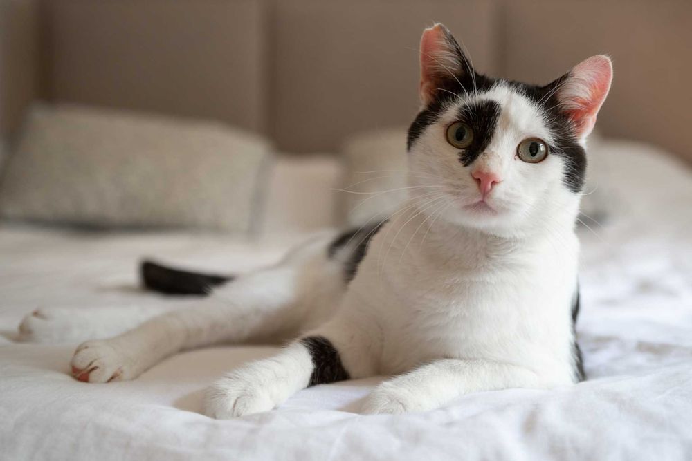 Reksio szuka domu! Fundacja "Stawiamy na Łapy"