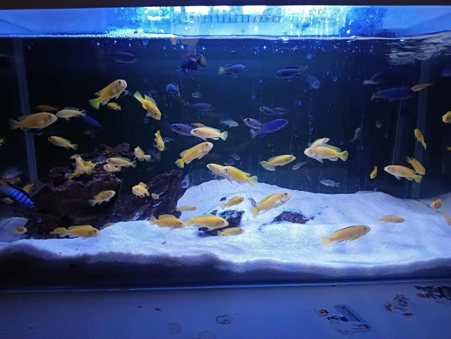 Sprzedam rybki Pyszczaki