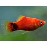 Platys mikey mouse
