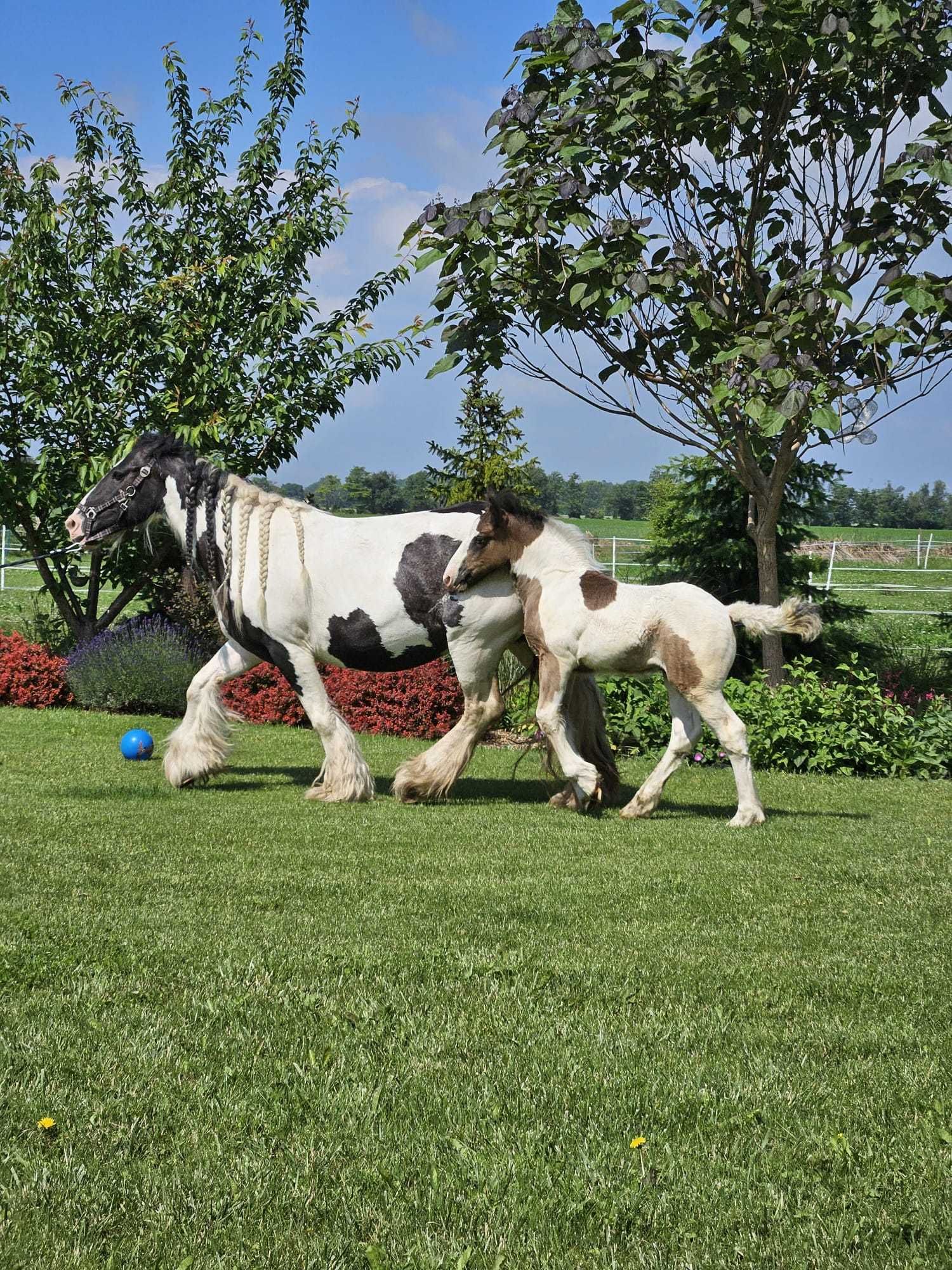 irish cob tinker gypsy cob koń wałach źrebak