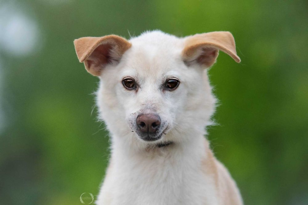 delikatny, spokojny, kremowy MIKI: tak mi brakuje domu ;(