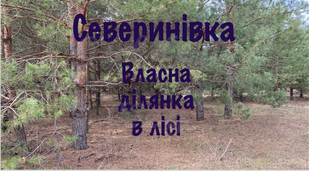 Продам земельну ділянку 10 сотих, Ліс,серед СОСЕН,с.Северинівка
