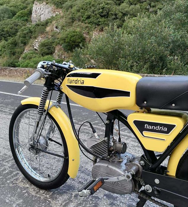 Flandria mistral,  rara.