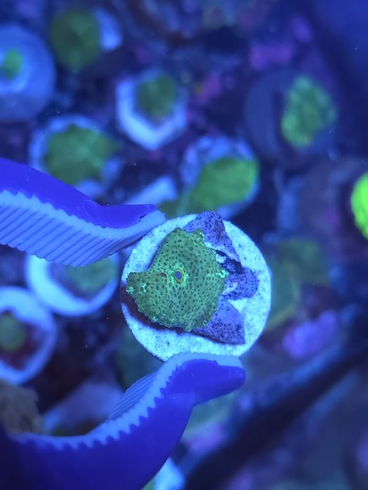 Discossomas corais de água salgada