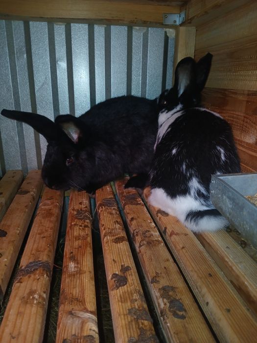 Króliki smace mieszane