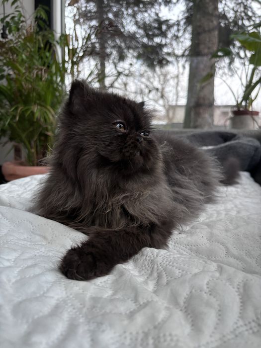 Czarno-szara kotka perska