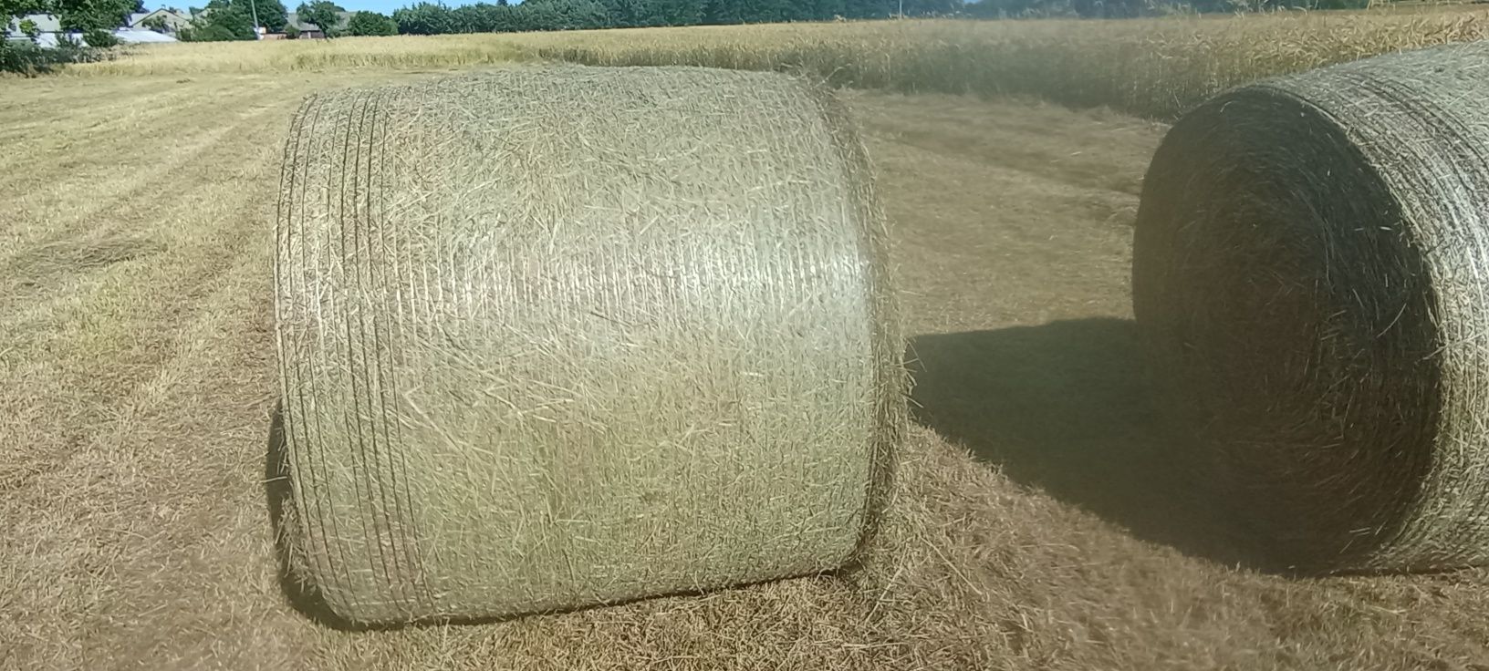 Siano balot 120x120  zbiór 2025 pierwszy pokos