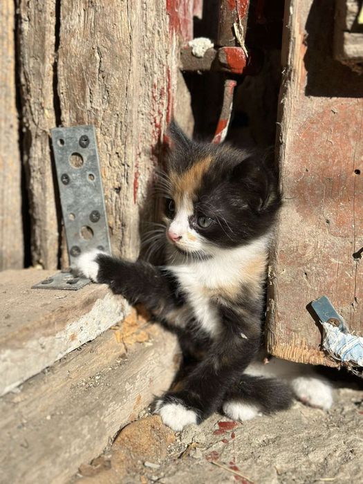 Котик дівчинка безкоштовно!