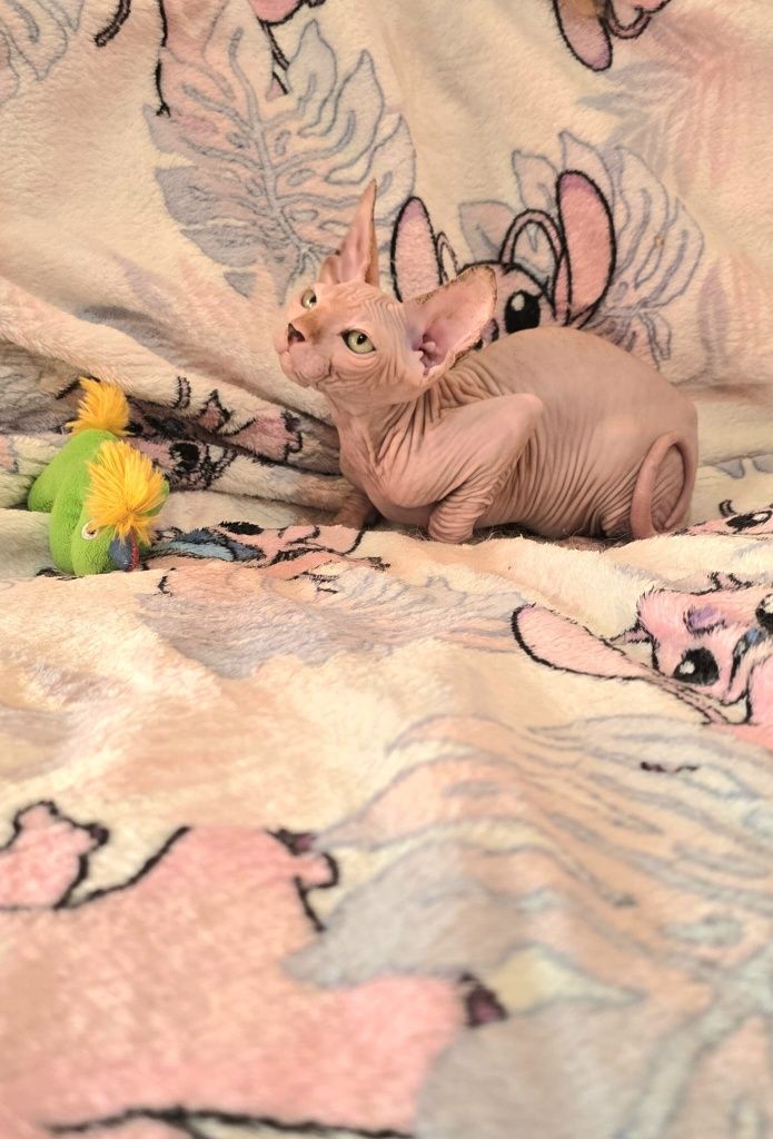 Gatinho Sphynx Macho