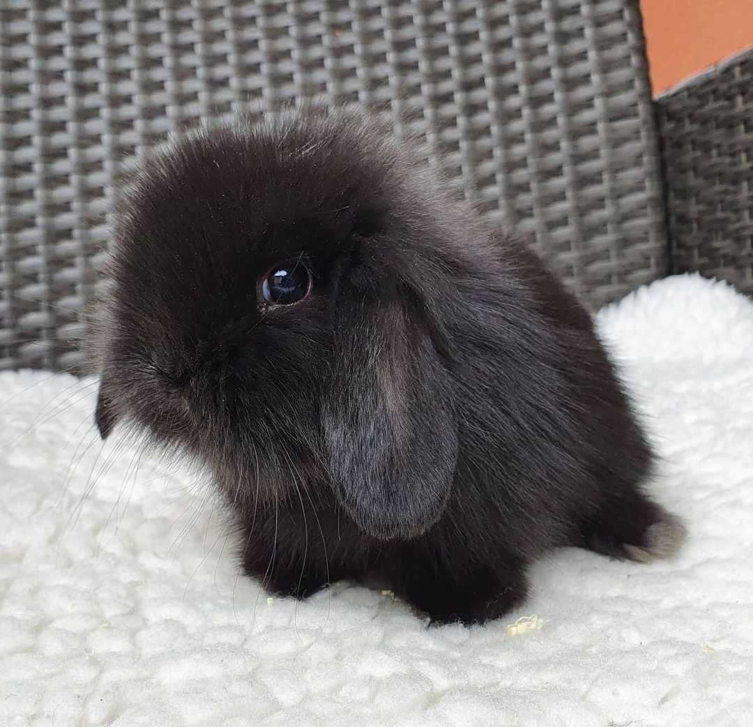 KIT Coelhos anões orelhudos, mini lop adoráveis e super inteligentes