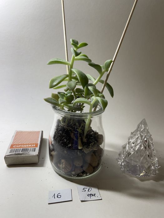 Колекція суккулентів