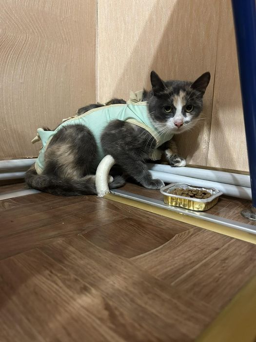 Кішечка молода стерилізована.