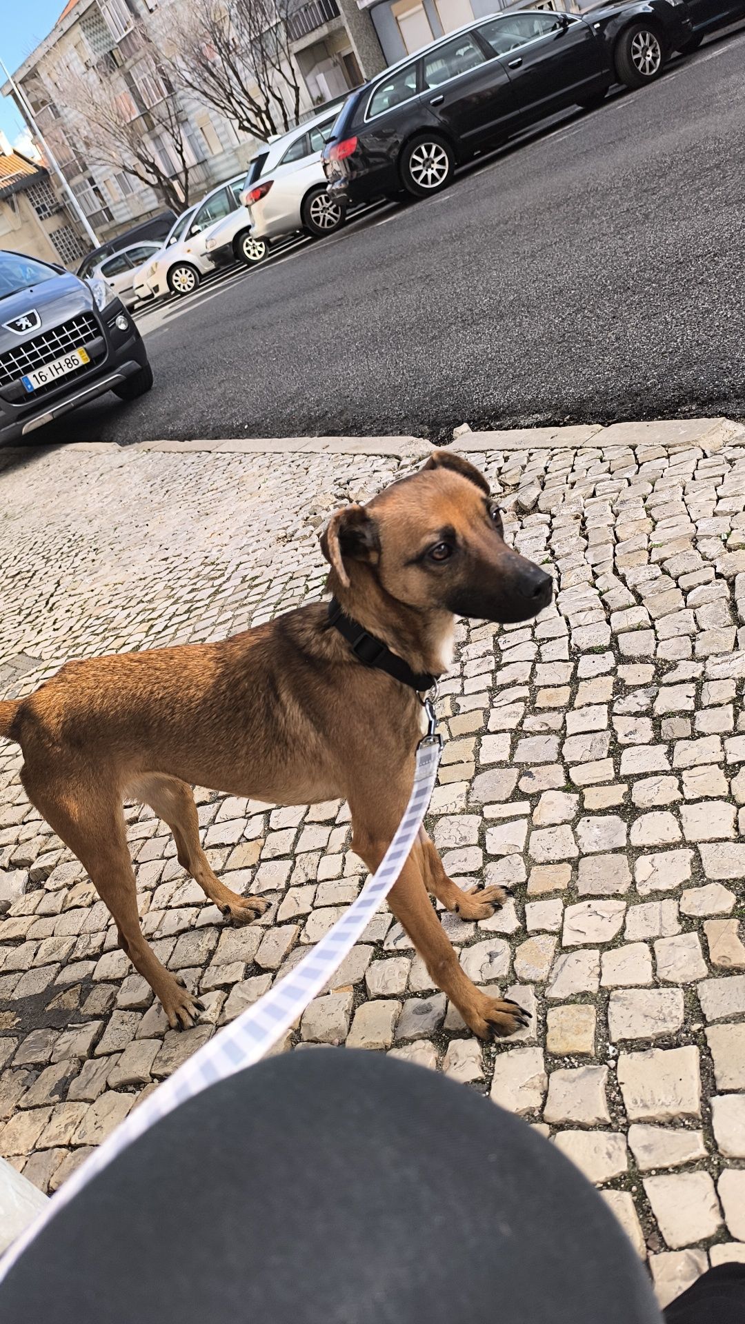 Cadela para adoção responsável