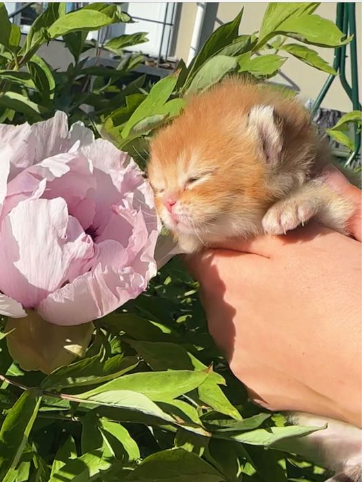 Золота британська шиншила кошеня котик кішечка