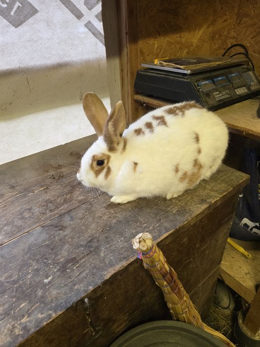 Królik samica srokacz