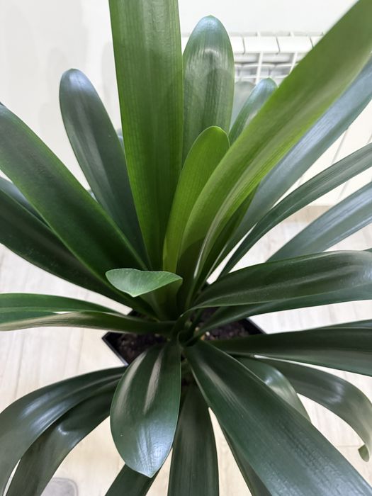 Kwiat z donicą domowy II